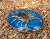 Real SCORPION ALACRAN EPOXY Handmade oval western belt buckle evilla