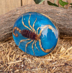 Real SCORPION ALACRAN EPOXY Handmade oval western belt buckle evilla