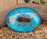 Real SCORPION ALACRAN EPOXY Handmade oval western belt buckle evilla